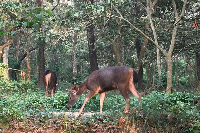 1 Night 2 Days Chitwan Jungle Safari Tour from Kathmandu - The Human Side: Host Team, Guides, and How Smooth It Feels