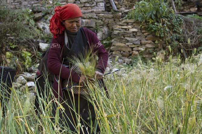 10 Days Manaslu Circuit Trek in Larke La Pass - Tea houses and shared lodges: comfort without pretending it’s a hotel