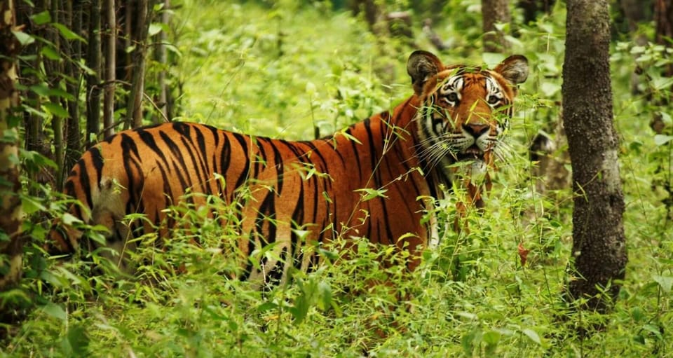 2 Days Chitwan Jungle Safari Tour from Pokhara/Kathmandu - The solo, couple, or family fit: who will like this most