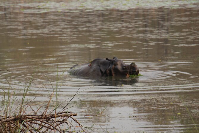 3-Day Chitwan National Park Jungle Safari Tour Package with Pick Up - Day 3: morning bird watching and the drive back to Kathmandu