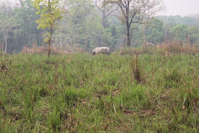 3-Day Chitwan National Park Jungle Safari Tour Package with Pick Up - Wildlife expectations: rhinos, tigers, and why mornings help