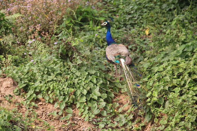3-Day Chitwan National Park Jungle Safari Tour Package with Pick Up - Transport and group coordination: where the experience can shine or wobble