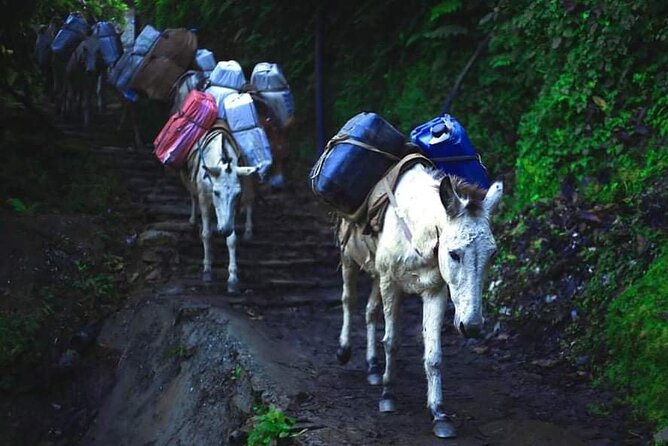 3 Days 2 Nights Poon Hill Trekking - Tea Houses, Permits, and What You’re Actually Paying For