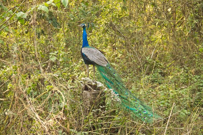3 Nights 4 Days Chitwan National Park with Tower Night Stay - Tharu culture: don’t skip the human side
