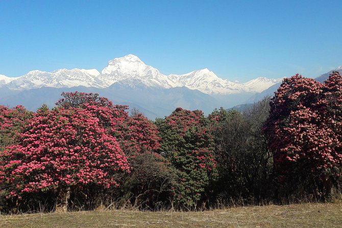4-Day Private Poon Hill Trekking Tour - Key Things That Make This Trek Worth Your Attention