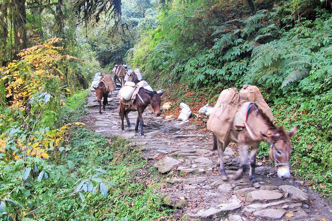 4-Day Private Poon Hill Trekking Tour - What’s Included (and Why That Matters for Real Value)
