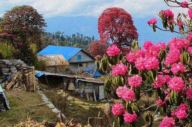 4-Day Private Poon Hill Trekking Tour - The Guide Factor: Your Best Chance at a Smooth Trek