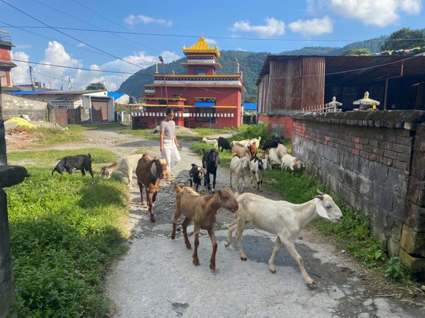 Afternoon Tibetan cultural tour - Why this afternoon Tibetan tour works so well in Pokhara