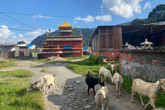Afternoon Tibetan Cultural Tour to Tibetan Settlements Pokhara - Price and logistics: what $60 really buys you in Pokhara