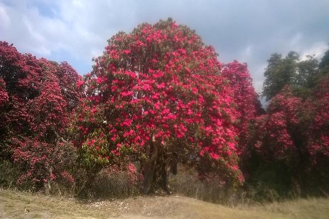 Annapurna Base Camp Trek - 11 Days - Day 2 to Day 4: Nayapul entry, suspension bridges, and the Poon Hill payoff