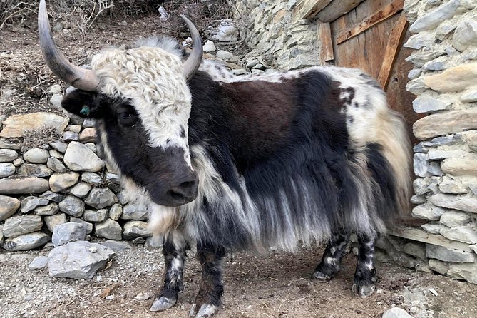 Annapurna Circuit Trek - Lodges, meals, and comfort choices that actually matter