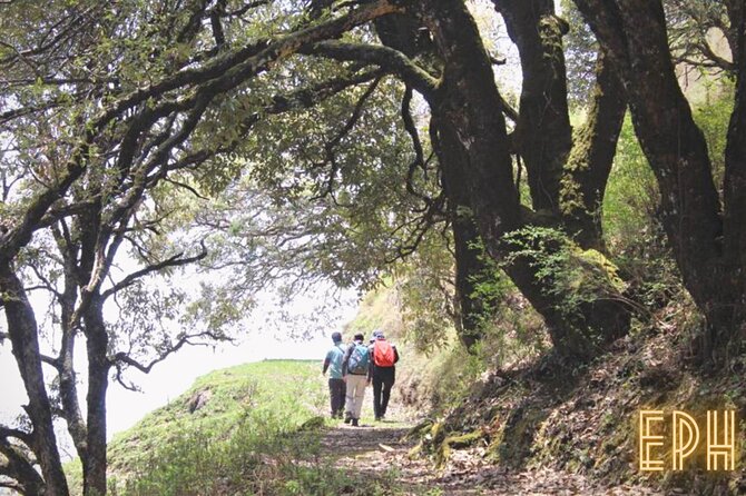Benog Tibba Day Hike - Mussoorie - Benog Tibba Forest Hike: Why Mussoorie Feels Closer to the Clouds