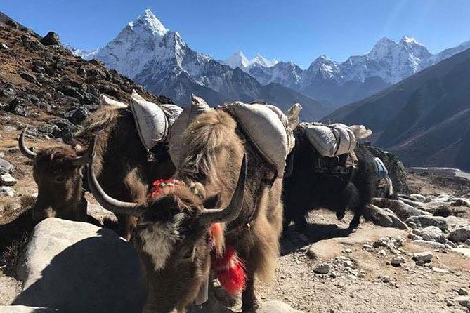 Everest Base Camp Trek 12 Days – Best Himalayan Adventure - Tea houses, shared rooms, and the altitude comfort equation