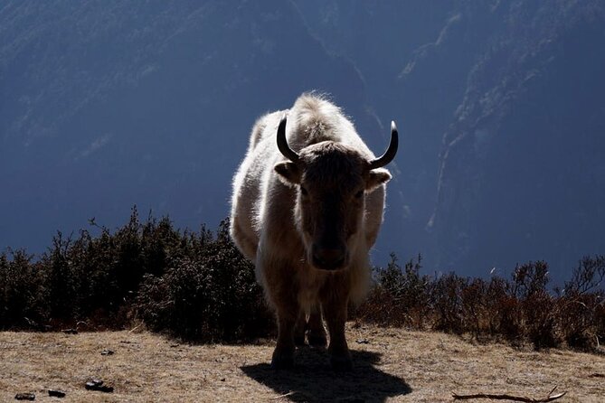 Everest Base Camp Trekking - 2025/2026 - Lobuche: when the trail gets serious