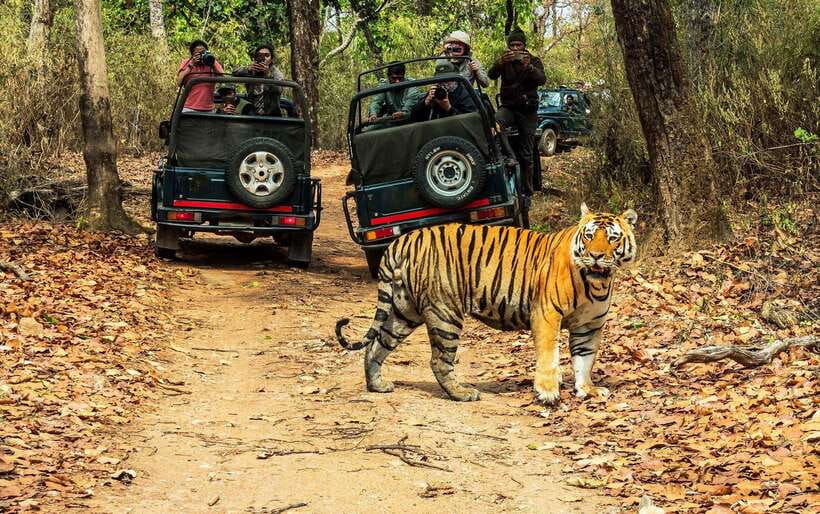 From Kathmandu/Pokhara: 2, 3, or 4-Day Chitwan Jungle Safari - Picking the Best Duration: 2, 3, or 4 Days