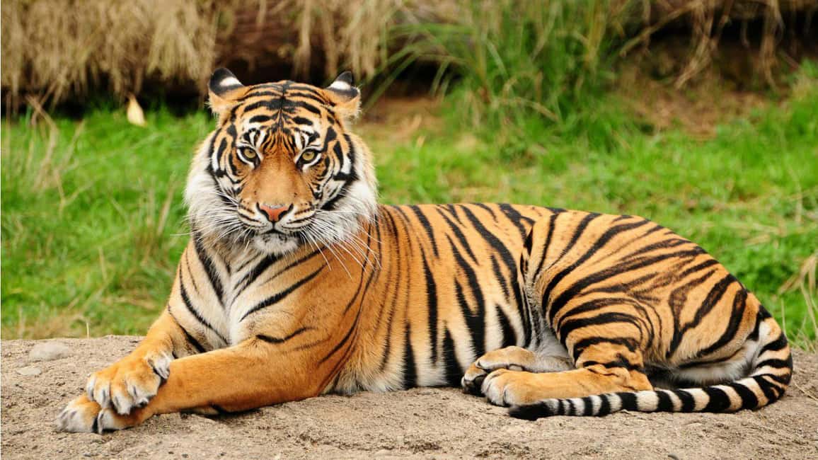 From Kathmandu/Pokhara: 3-Day All-Inclusive Chitwan Safari - Getting There From Kathmandu or Pokhara Without Losing Your Day