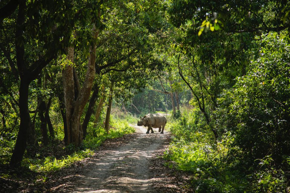 From Kathmandu/Pokhara: Private 3-Day Chitwan Safari Tour - Key highlights worth your attention