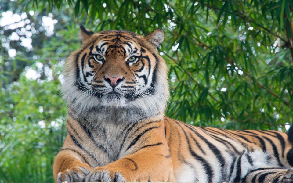 From Kathmandu/Pokhara: Private 3-Day Chitwan Safari Tour - Lodge, meals, and why “included” really does matter here