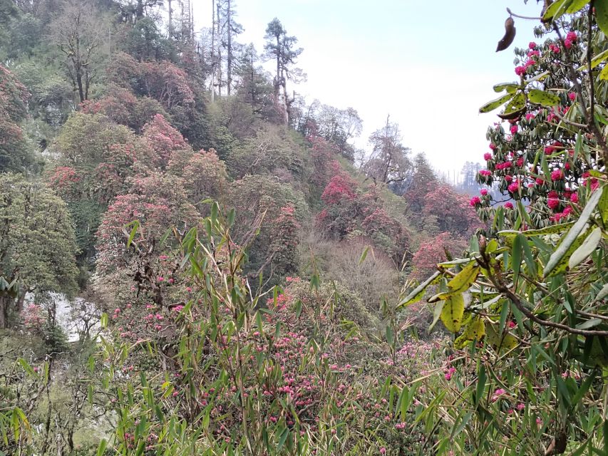 From Pokhara: Budget 2 Night 3 days Poon hill trek - Price and Value: Does $179 Make Sense Here?