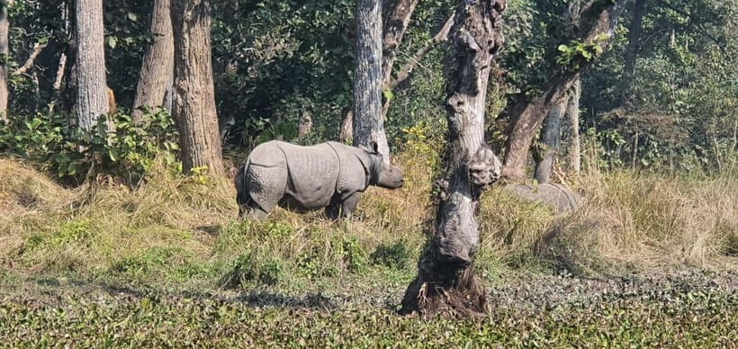 Kathmandu: 3-Day Chitwan Safari Tour with Hotel Transfers - Key highlights worth your attention