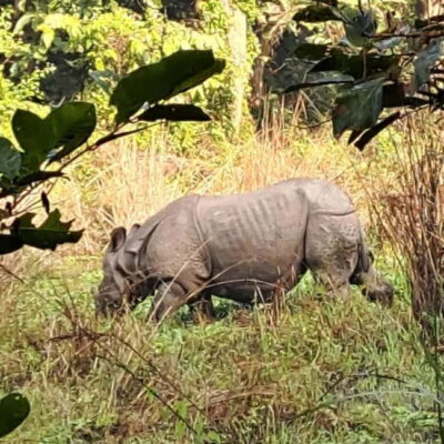 Kathmandu: 3-Day Chitwan Safari Tour with Hotel Transfers - Your lodge base: Safari Adventure Lodge or similar comforts