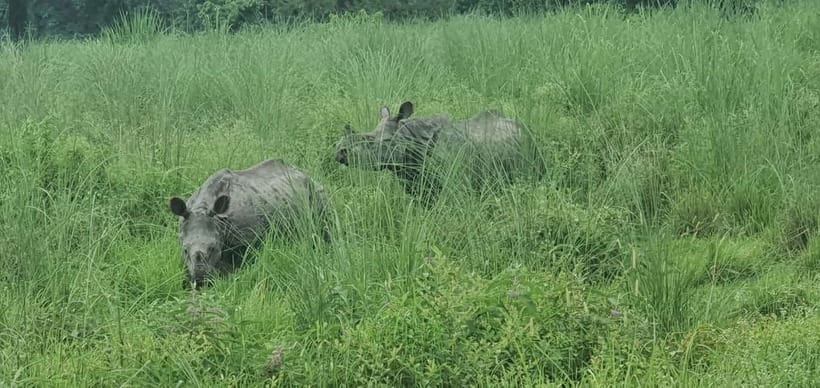 Kathmandu: 3-Day Chitwan Safari Tour with Hotel Transfers - Day 2: canoe ride, crocodiles, jungle walk, and the jeep safari