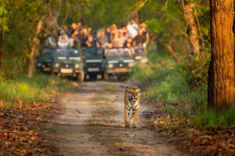 Kathmandu/Pokhara: 3 Day Chitwan Jungle Safari Tour - Key highlights worth your attention