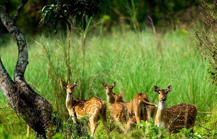 Kathmandu/Pokhara: 3 Day Chitwan Jungle Safari Tour - The value math: what $129 covers (and what you’re really buying)