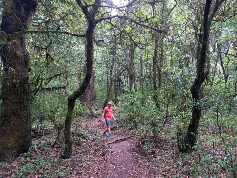 Kathmandu: Shivapuri Day Hike with Lunch - Timing and pace: how the 4-hour plan can feel faster