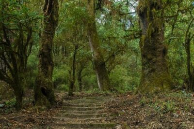 Kathmandu Shivapuri National Park and Nagarkot Hiking - 3 Days - Shivapuri National Park hiking: easy pace, real jungle, and Langtang views
