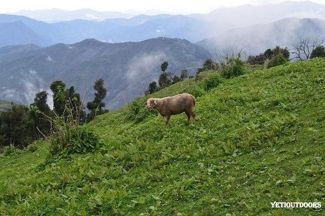 Naag Tibba Trek - Naag Tibba in Two Days: what you’re really signing up for
