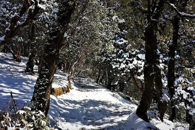 Nag Tibba 2 Days Trek (Pantwari to Pantwari) - Price and value: what $24 buys in a two-day Himalayan reset
