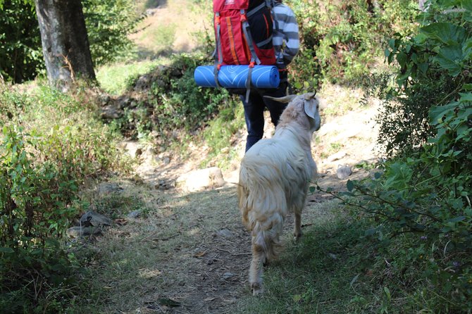 Nagtibba Trek (Dehradun to Dehradun) - Why the guides matter: Sanjay bhaiya, Amit Singh, and Sardarji