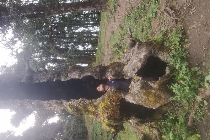 Nagtibba Trek (Pantwari to Pantwari) - How to prepare: cold nights, warm starts, and tent comfort