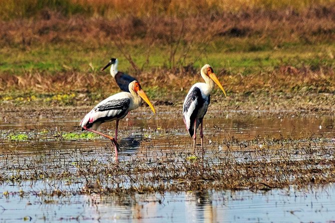 Nepal Birding - Shivapuri Nagarjun National Park: a birding day you can fit in