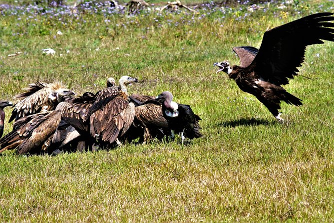 Nepal Birding - Price and value: what $225 buys you (and what it does not)