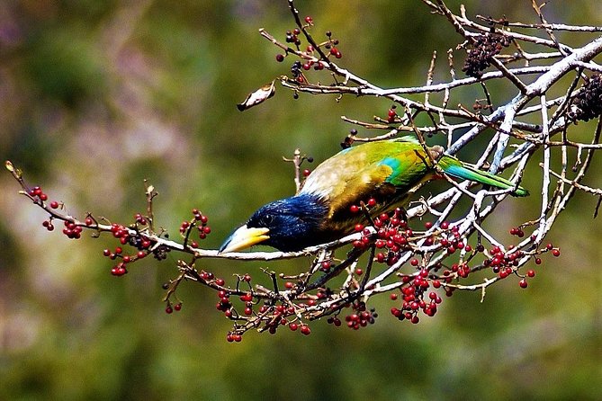 Nepal Birding - What to bring so the day actually works