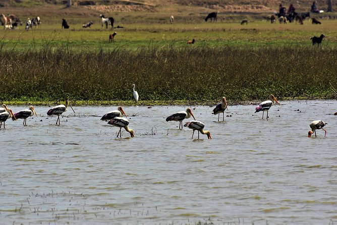 Nepal Birding - Private guide + transport: less fuss, more bird time