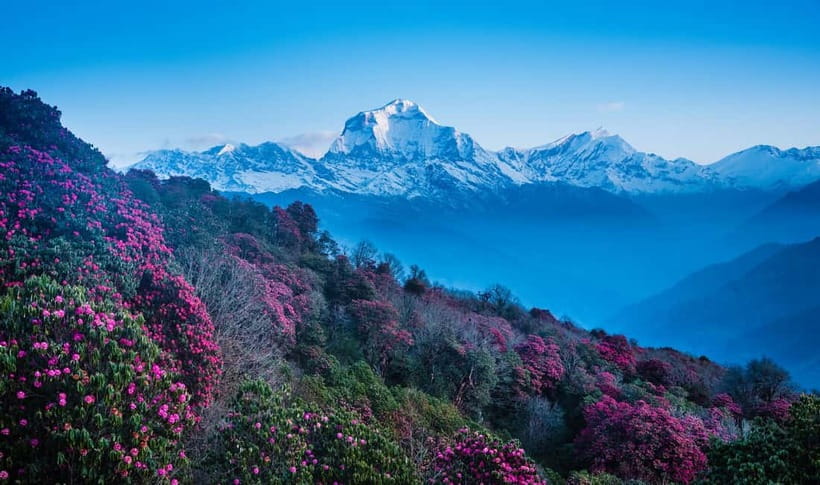 Pokhara: 2 & 3 Days Ghorepani Poon Hill Private Guided Trek - Food, tea, and the rhythm of included meals