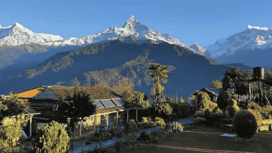 Pokhara: Guided Day Hike From Dampus To Australian Base Camp - The Australian Camp trail: rhododendron forests and easy uphill