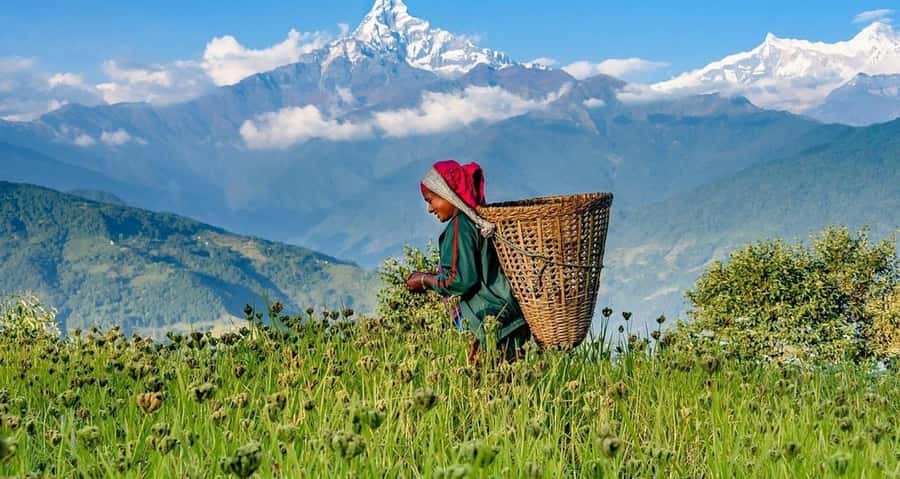 Pokhara: Guided Day Hike From Dampus To Australian Base Camp - Price and what $55 buys you in real value