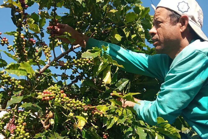 Sarangkot Village Coffee Culture and Authentic Local Life Tour - Who this tour suits best (and who may want a gentler option)
