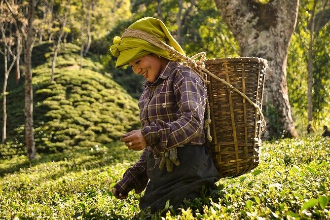 Tea Pluckers' Day - Key highlights worth circling