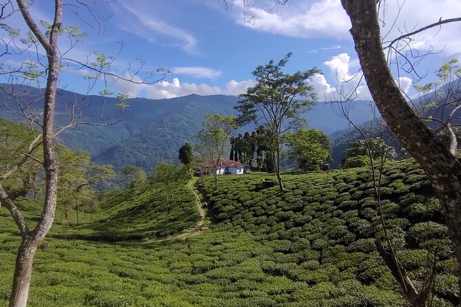 Tea Pluckers' Day - Tea Pluckers Day: a practical taste of the Darjeeling tea world