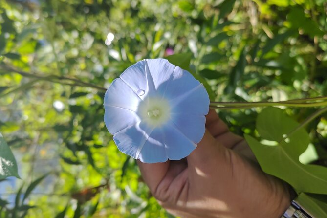 Tea Pluckers' Day - Tea Garden View: your warm-up to tea hills and altitude air