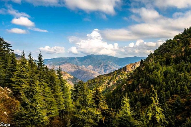 Top Tibba Trek - Mussoorie - Wildlife possibility: how to spot without turning the hike into a chase