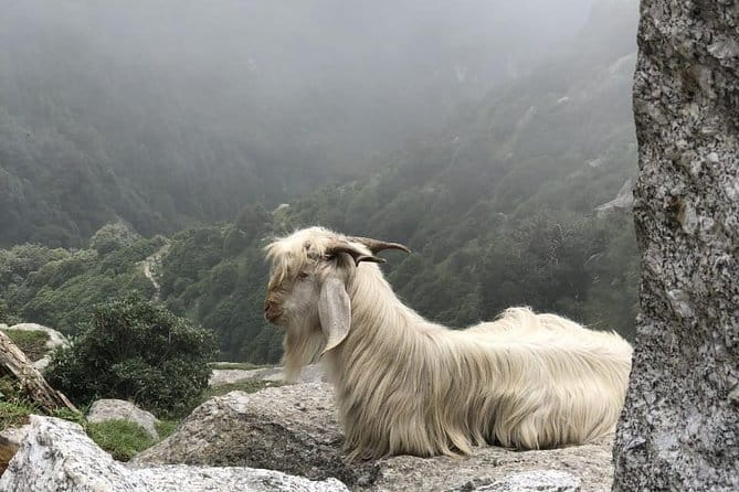 Triund Trek - Triund Trek from McLeod Ganj: Close to the real Himalayas